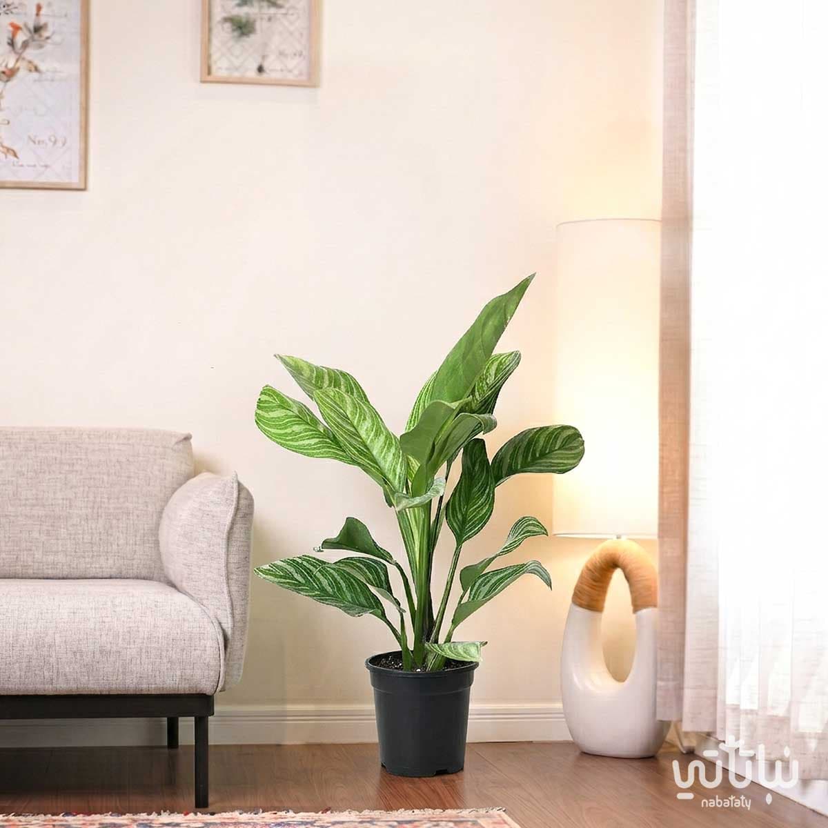 Large Aglaonema Stripes Plant 3