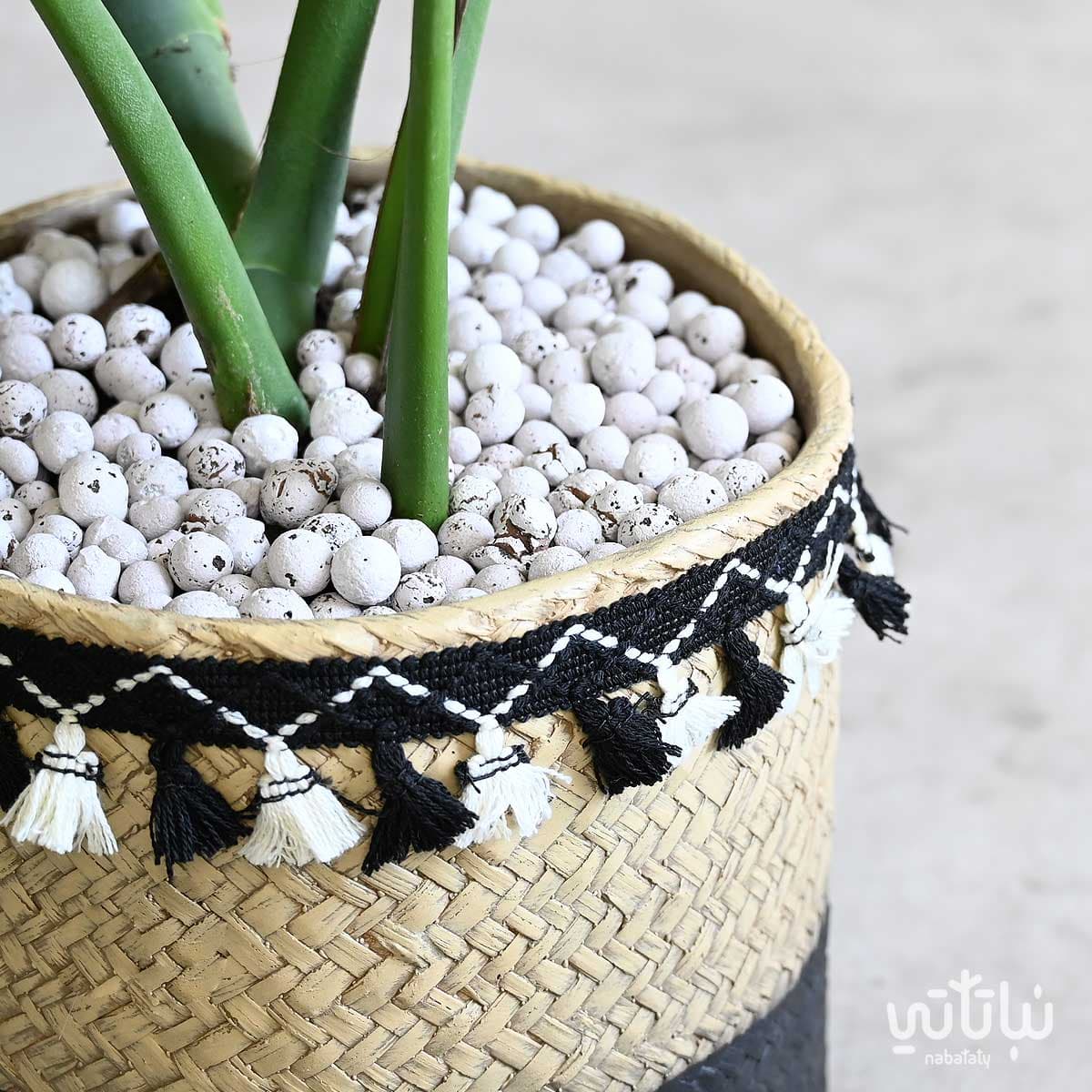 القفص الصدري كبيرة الاوراق في مركن خوص اسمنتي 3