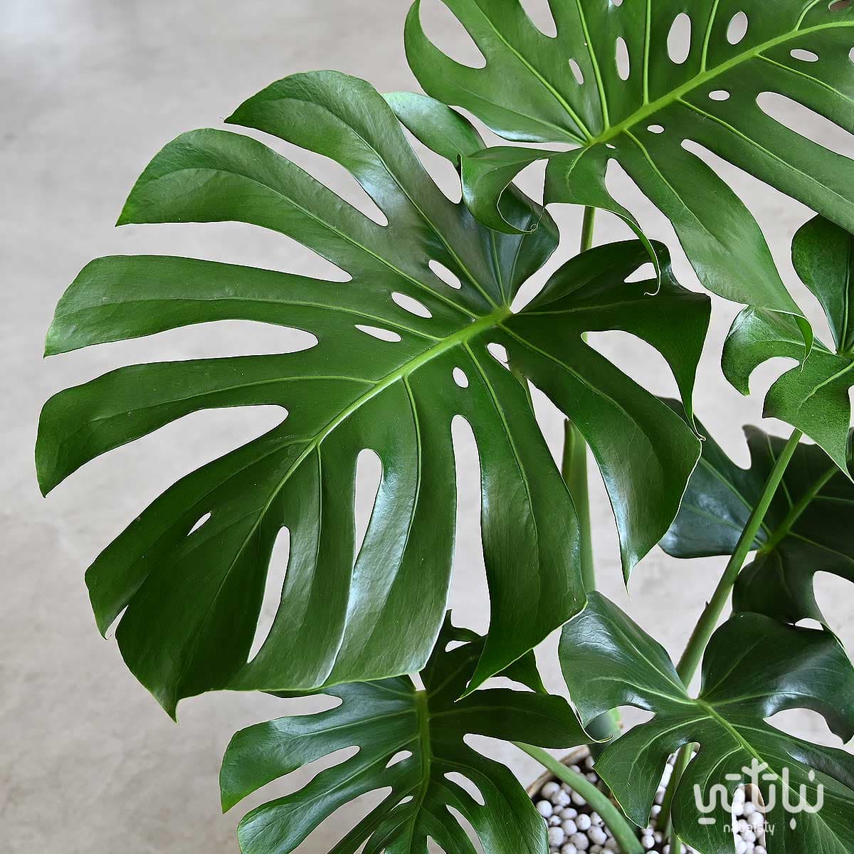 القفص الصدري كبيرة الاوراق في مركن خوص اسمنتي 2