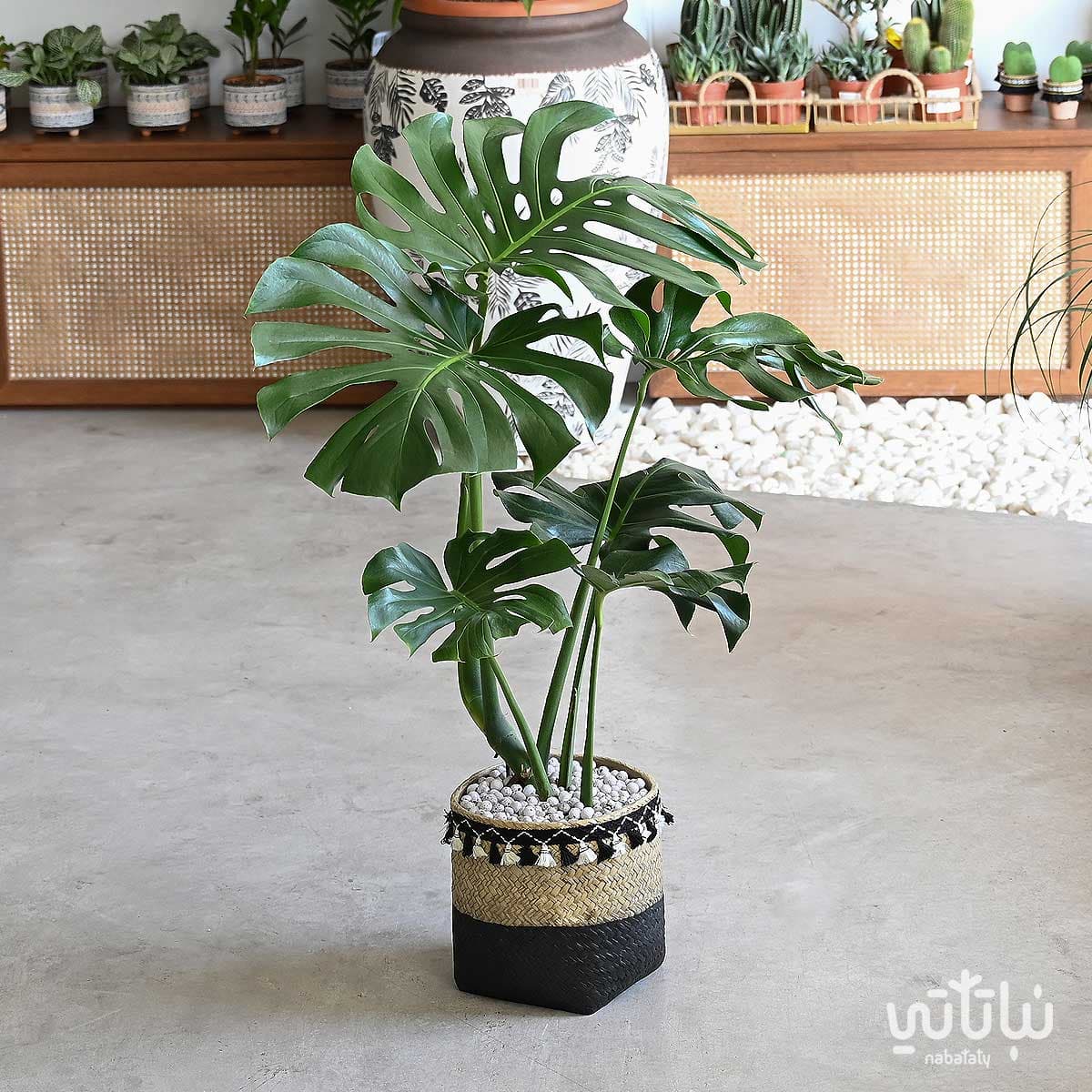 القفص الصدري كبيرة الاوراق في مركن خوص اسمنتي 1