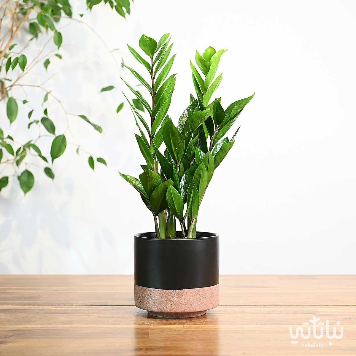 Zamia in a Black Ceramic Pot 1