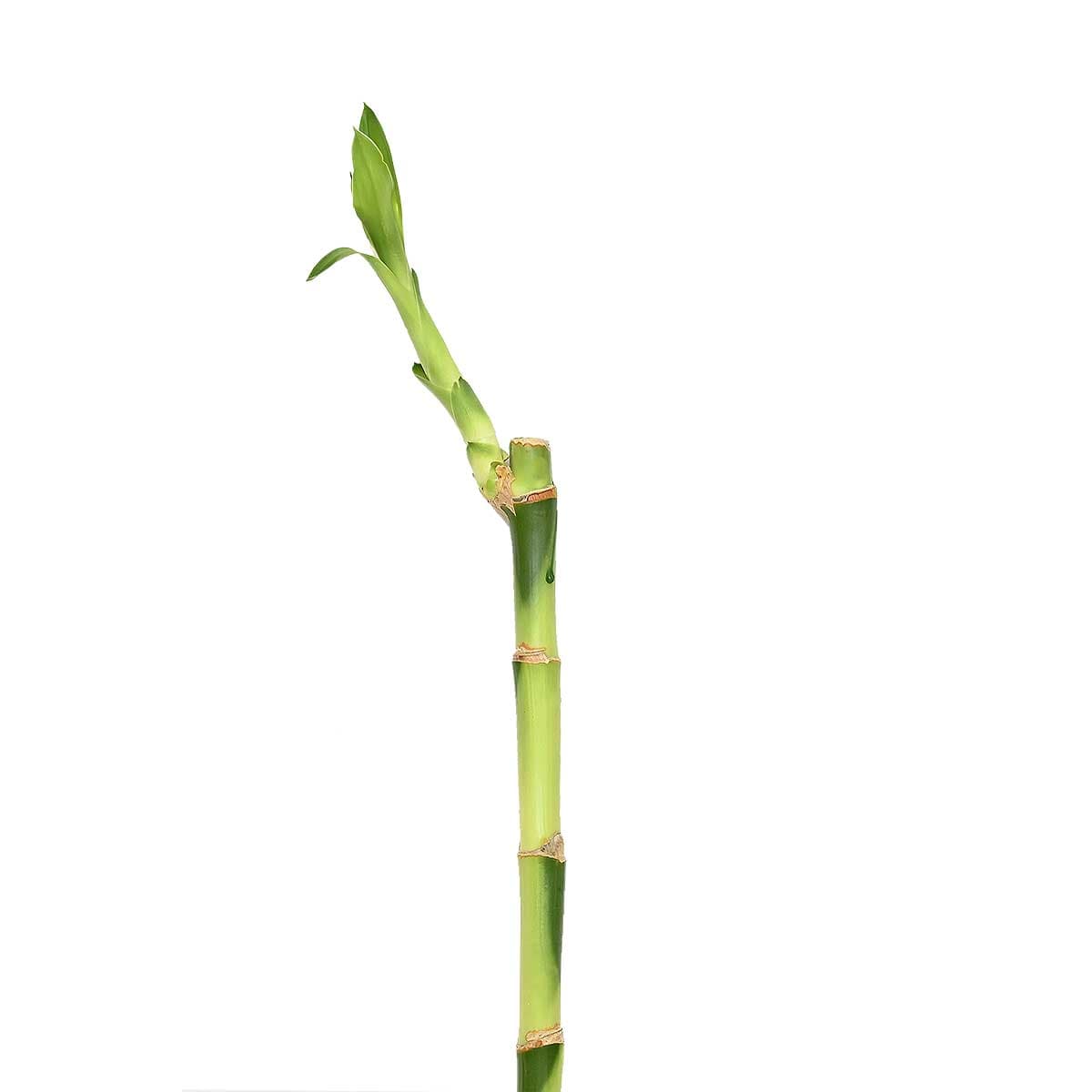Bamboo stem plant 50 cm