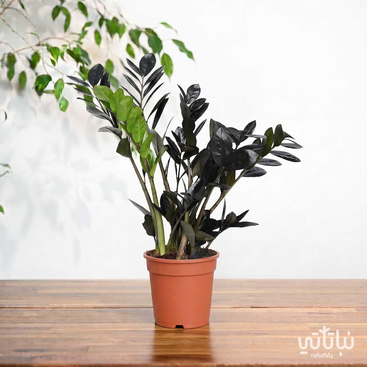 Black Zamia 3
