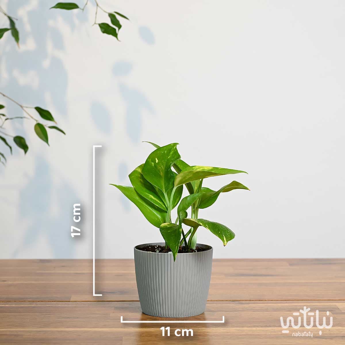 A small Pothos plant in a striped dark green plastic pot 2