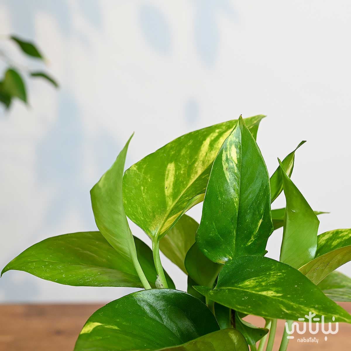 A small Pothos plant in a striped dark green plastic pot 3