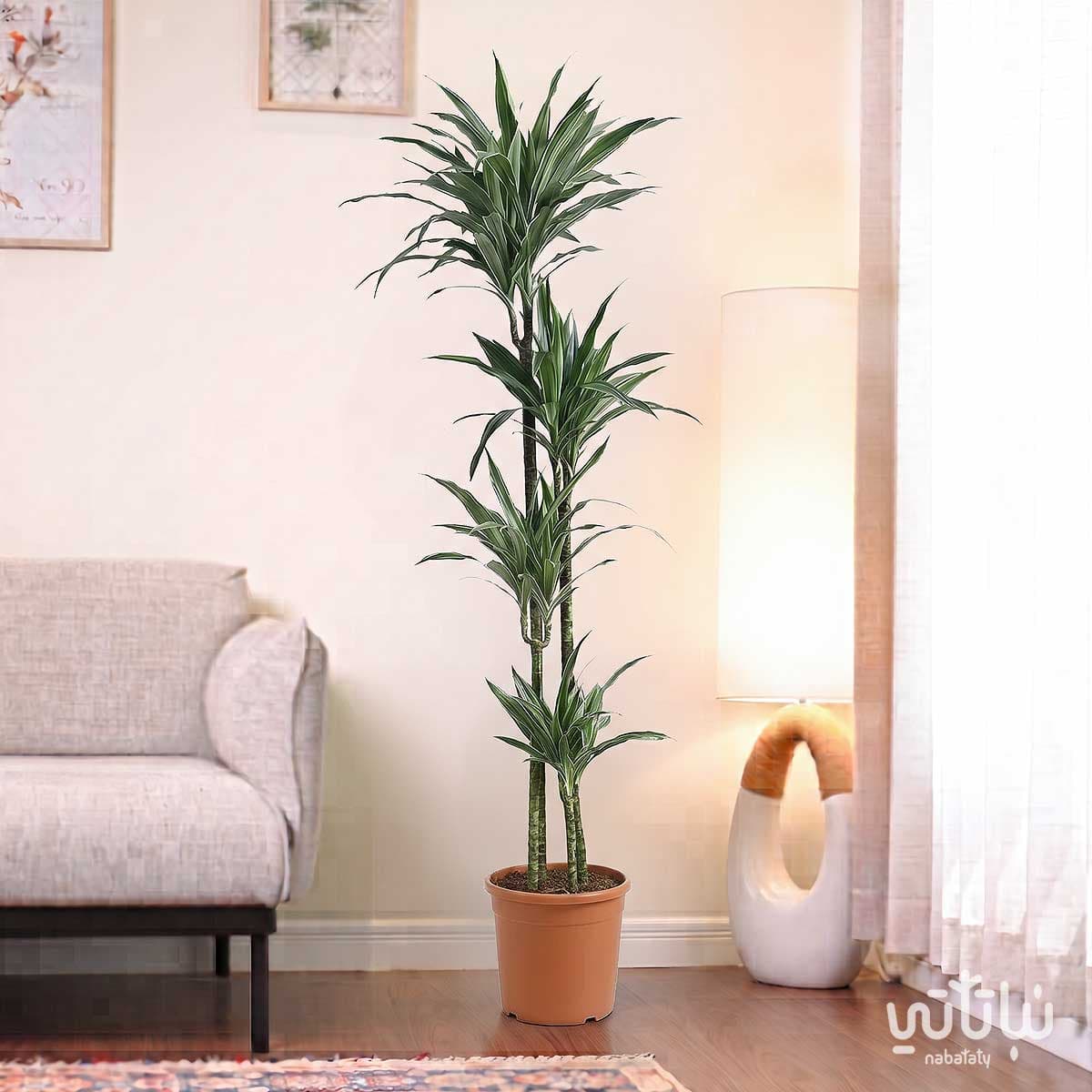 نبتة دراسينا وارنيكي 4 سيقان 160 سم 3