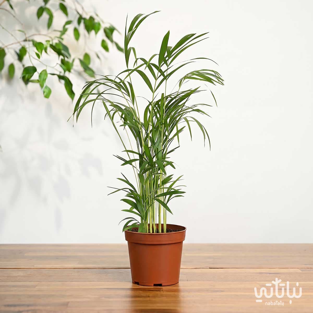 Small Areca Palm Plant 3