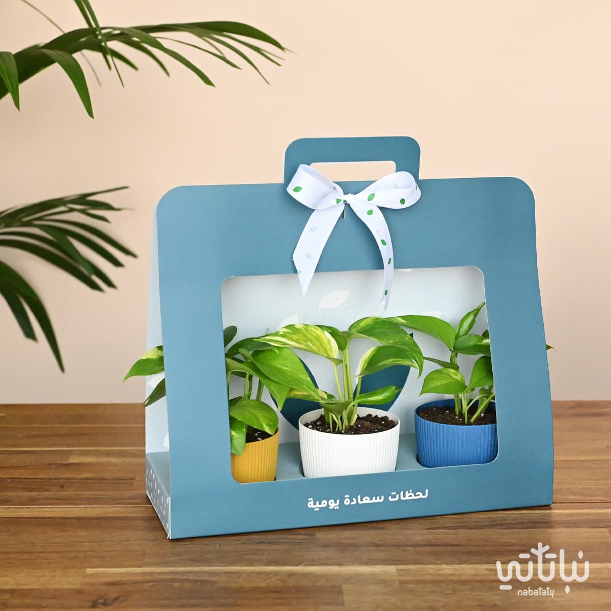Pothos Blue package gift 1