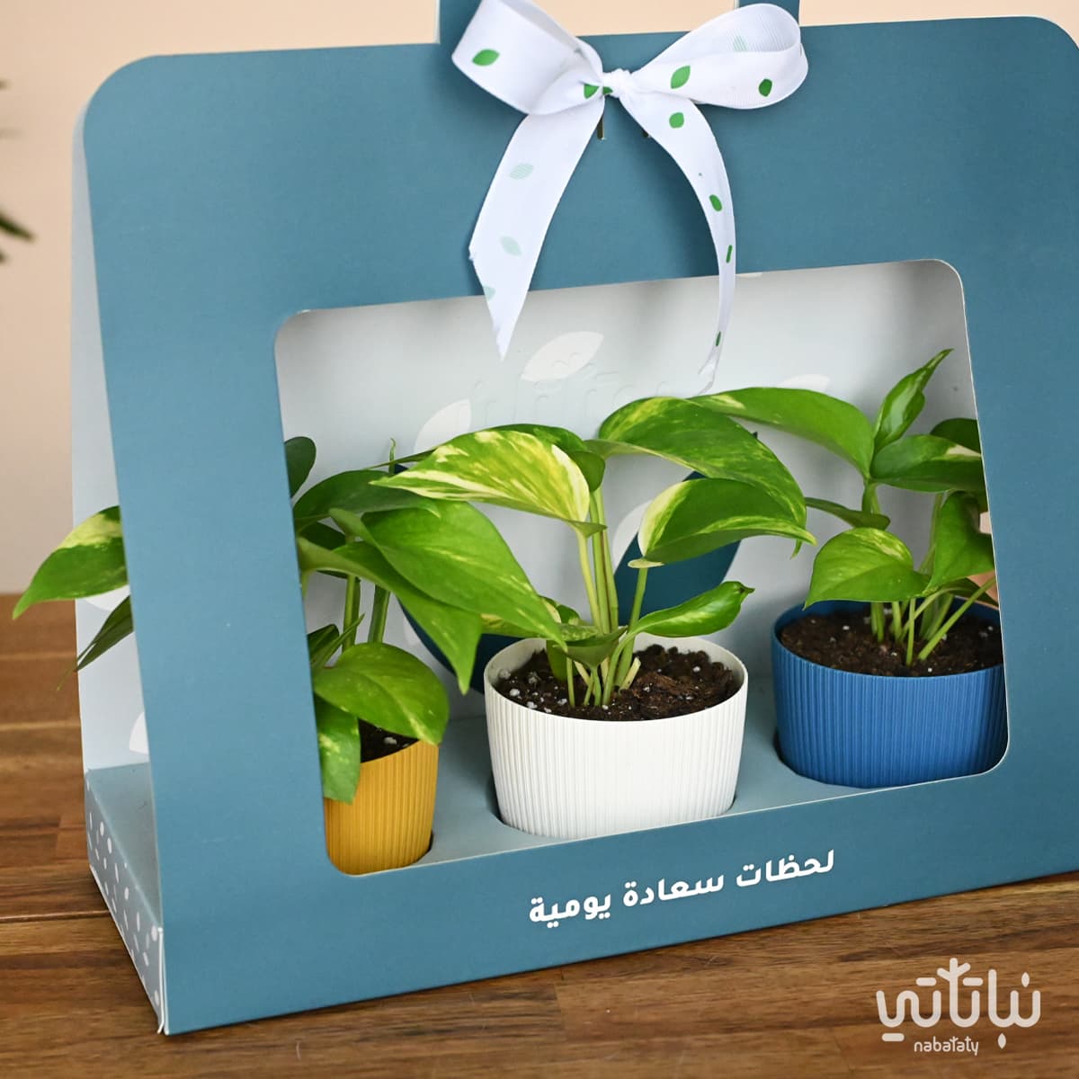 Pothos Blue package gift 2