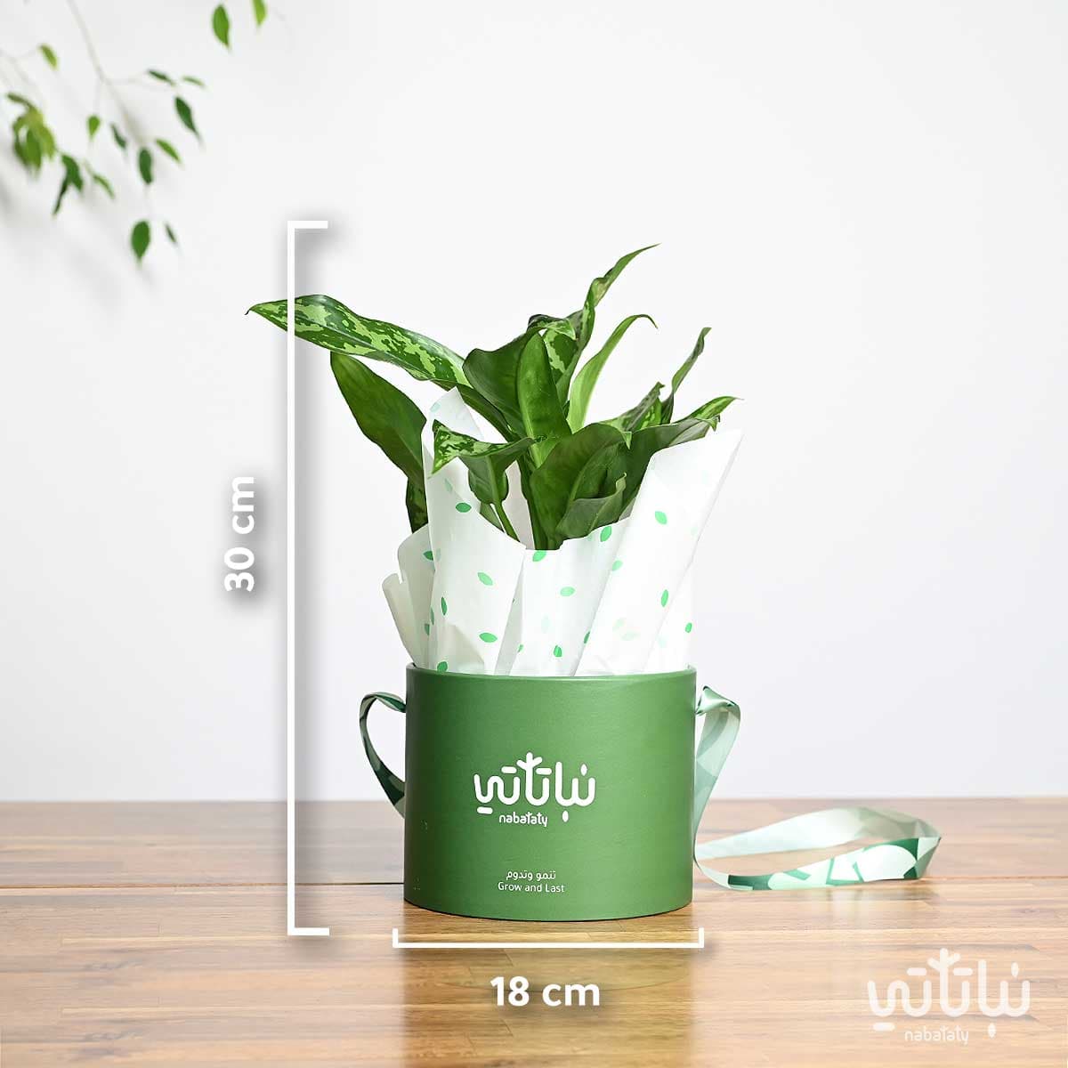 Aglaonema plant gift package 2