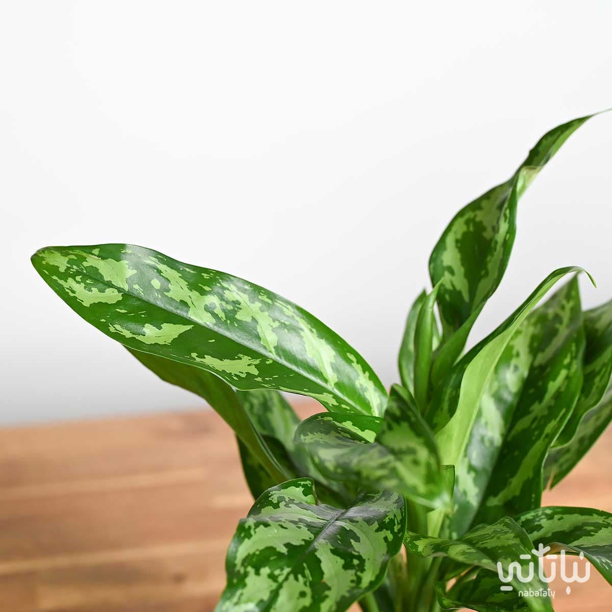 Aglaonema plant gift package 3