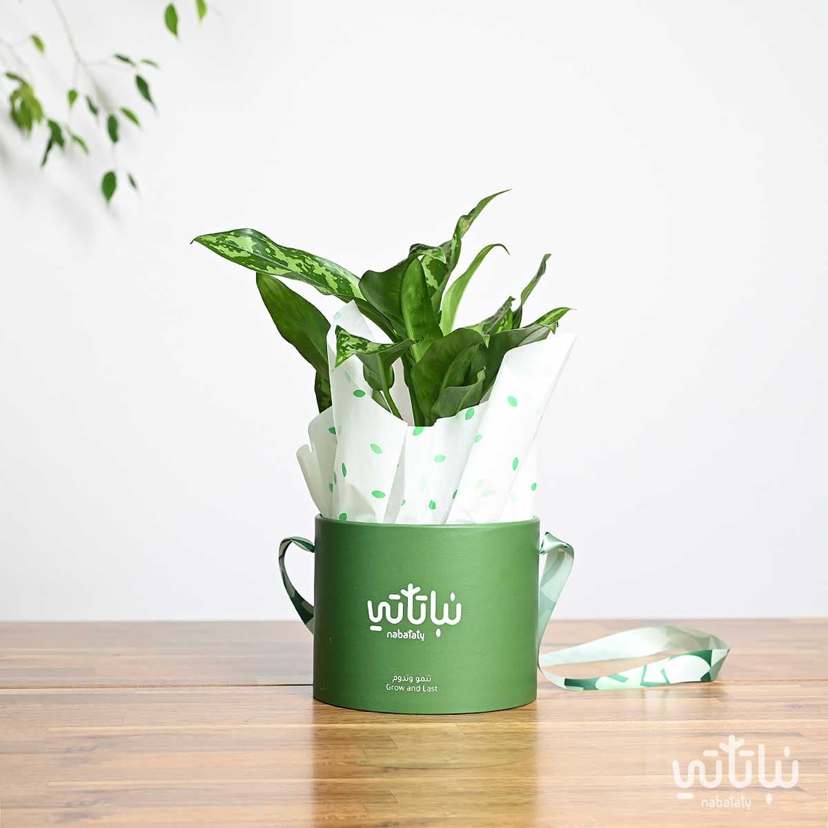 Aglaonema plant gift package 4