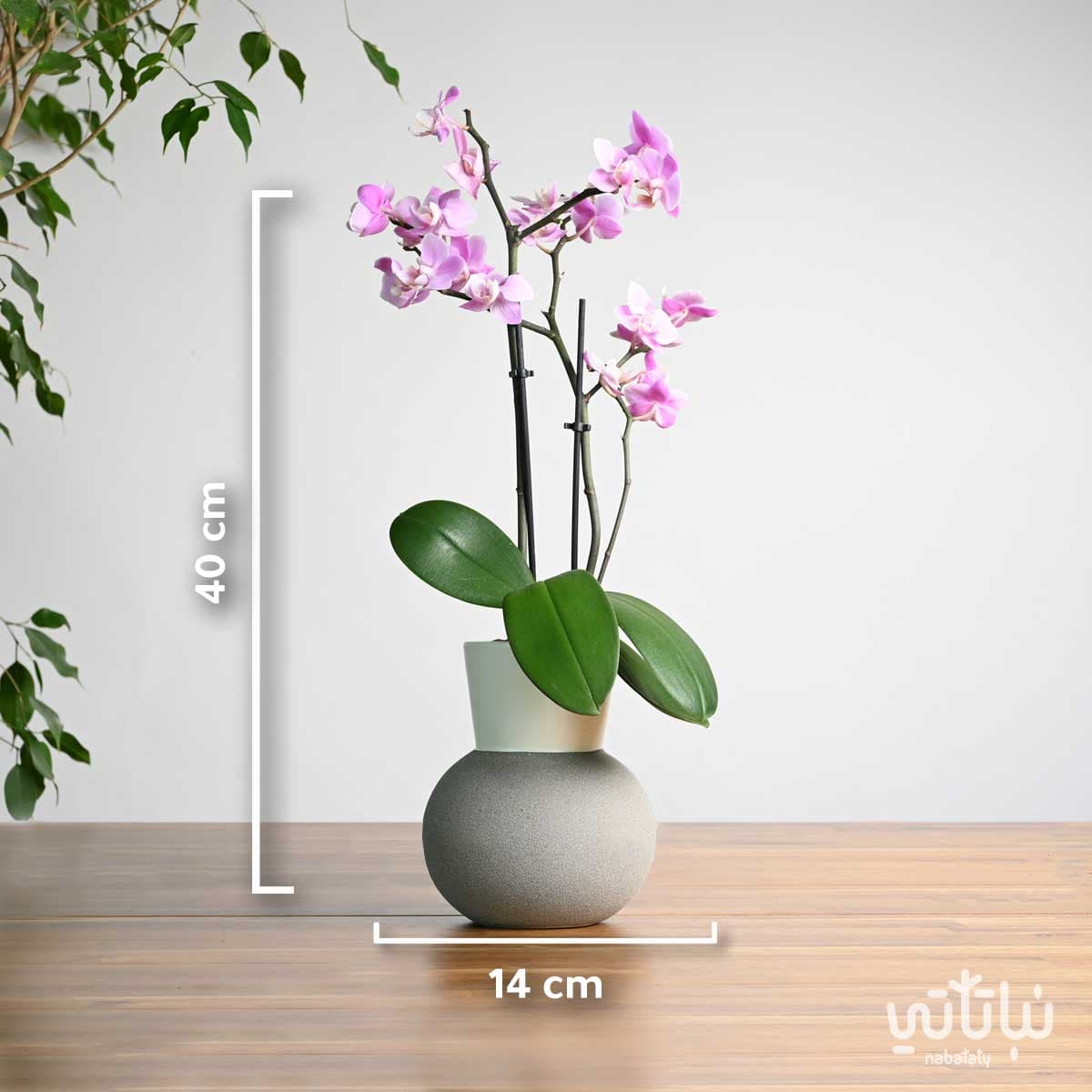 نبتة اوركيد بنفسجي فاتح في اصيص سيراميك 2