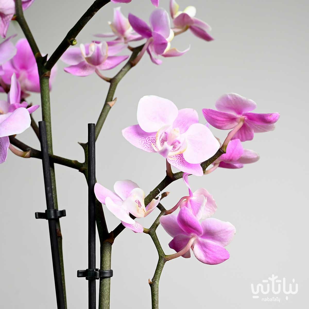 نبتة اوركيد بنفسجي فاتح في اصيص سيراميك 3