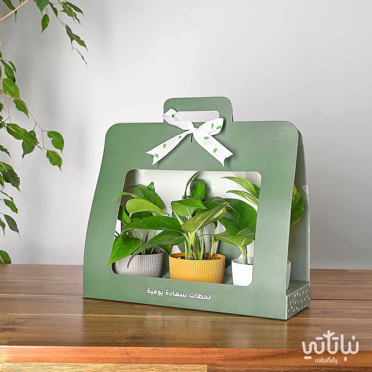 A package gift of pothos plant green 1