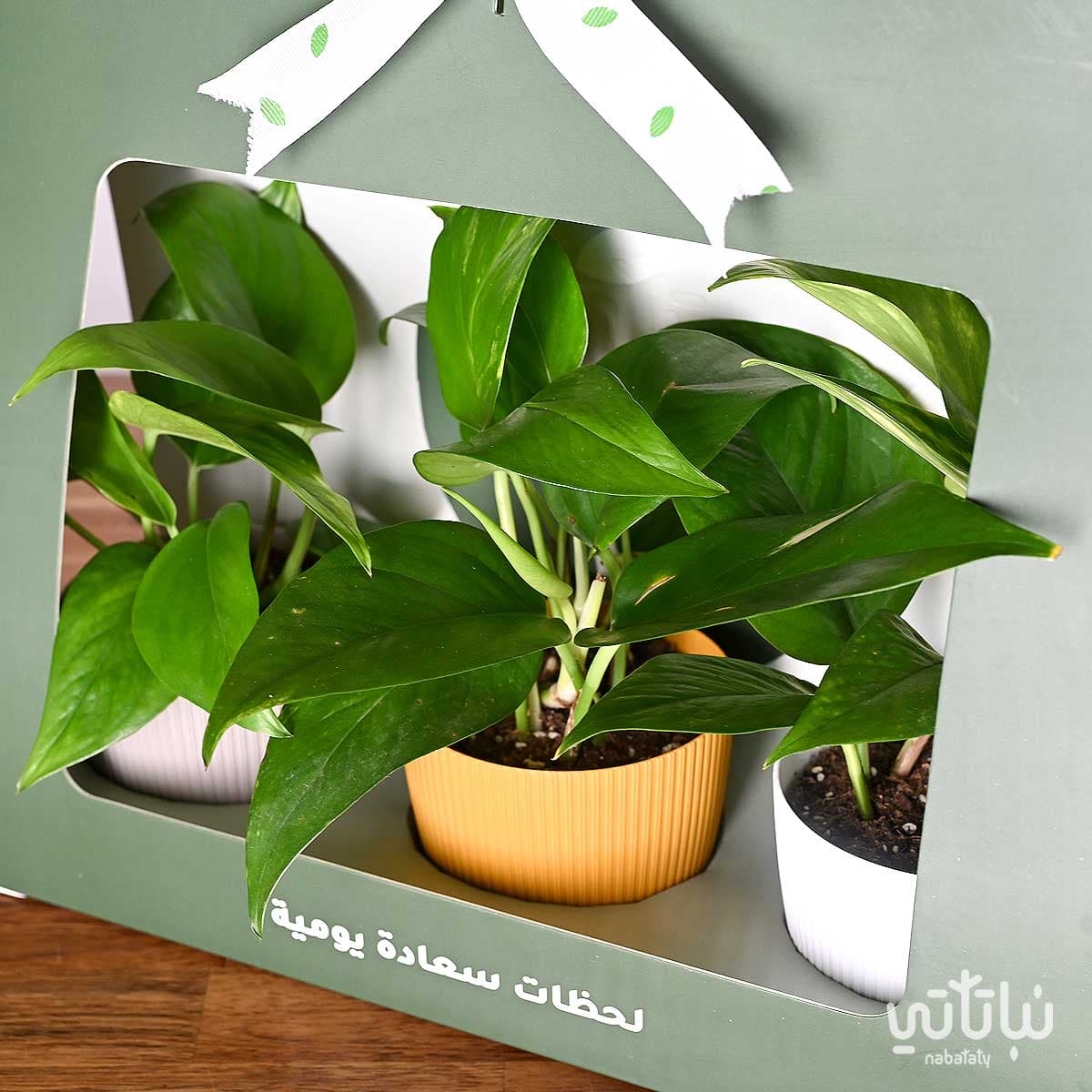 A package gift of pothos plant green 2