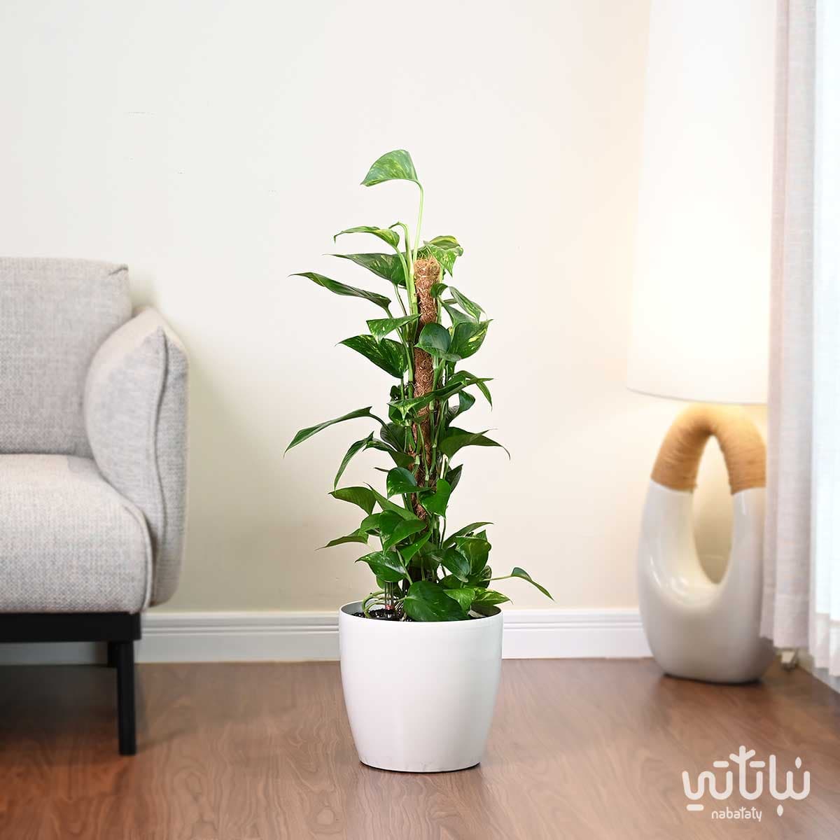 Climbing Pothos plant in a white self-watering pot 1
