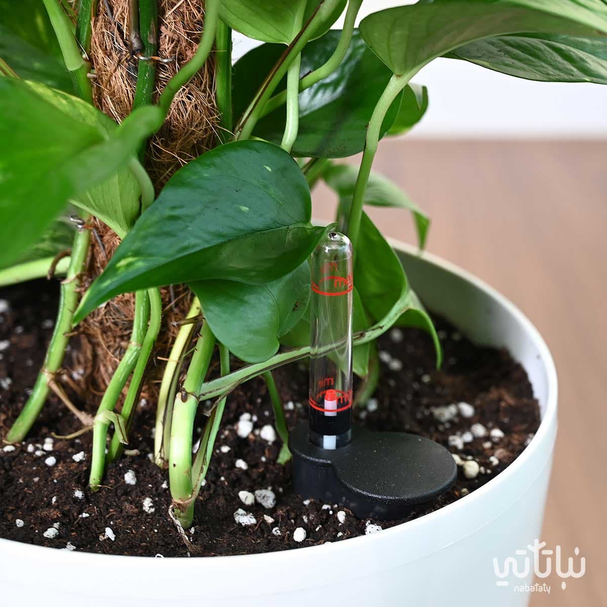 Climbing Pothos plant in a white self-watering pot 3