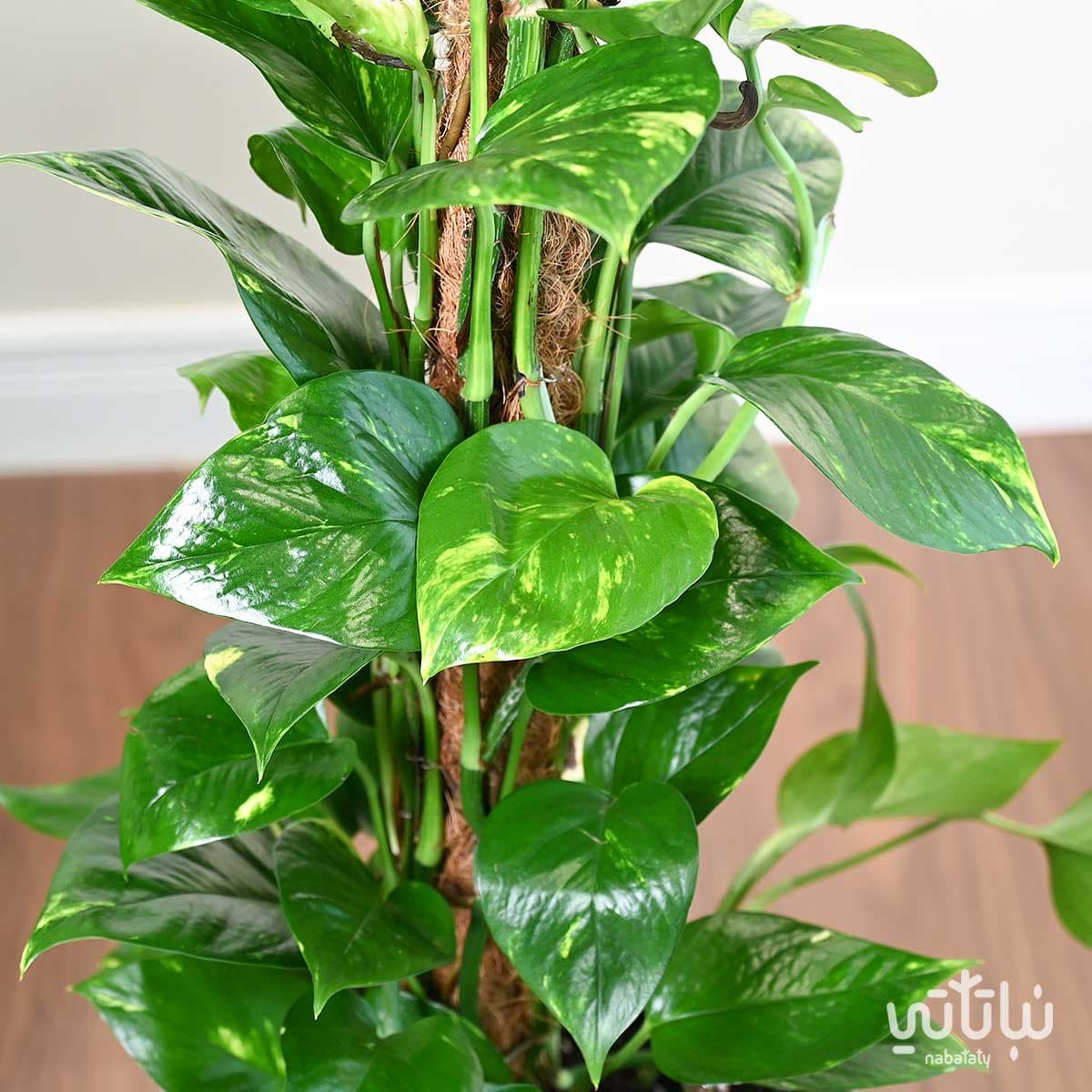Climbing Pothos plant in a white self-watering pot 4