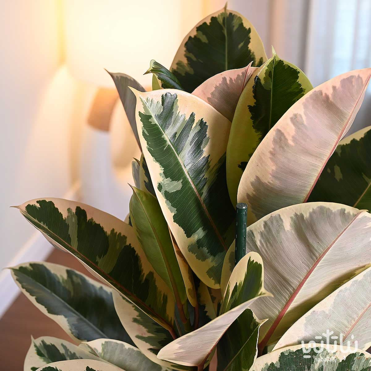 Large Ficus Elastica variegated plant in a yellow plastic pot 3