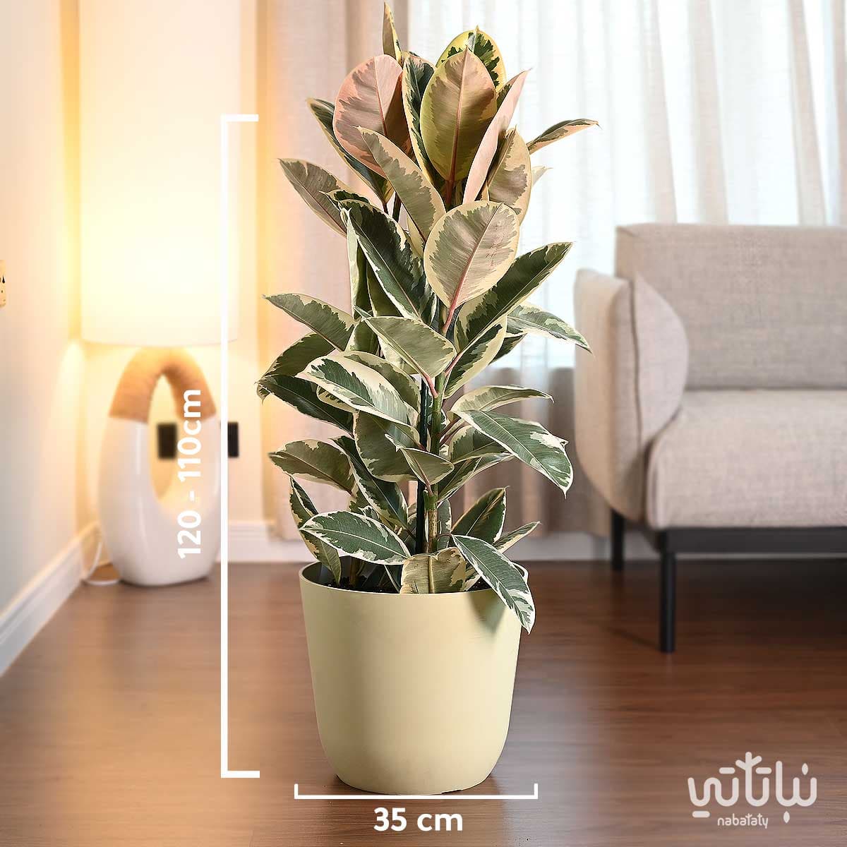 Large Ficus Elastica variegated plant in a yellow plastic pot 2