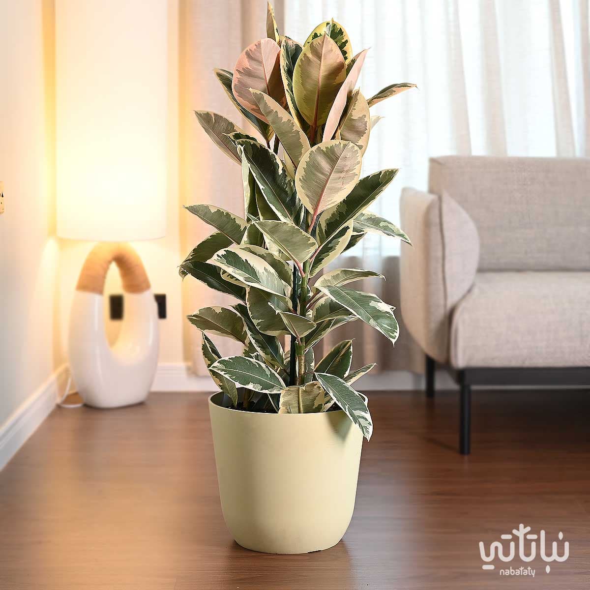 Large Ficus Elastica variegated plant in a yellow plastic pot 1