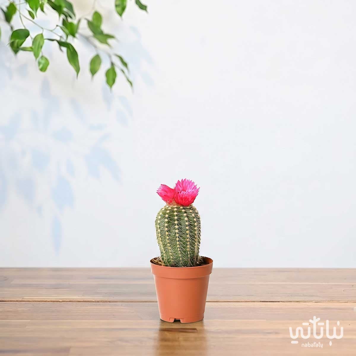 Small cactus plant with dark pink flowers 3