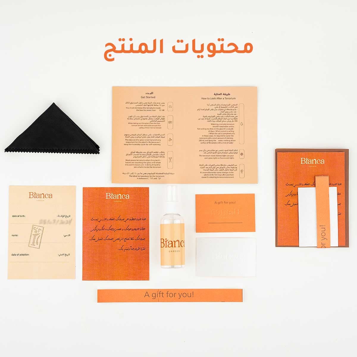 نبتة الفيتونيا في حديقة زجاجية صغيرة جوي 6