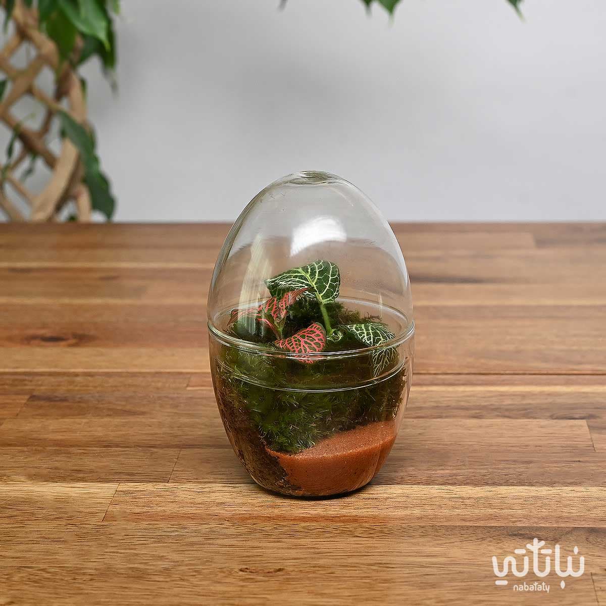 نبتة الفيتونيا في حديقة زجاجية صغيرة جوي 1