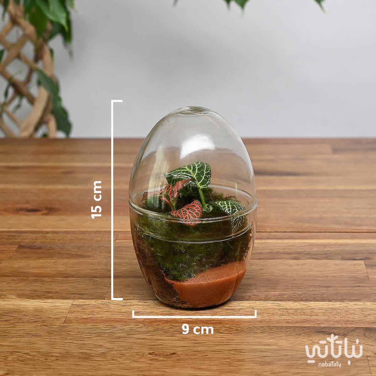 نبتة الفيتونيا في حديقة زجاجية صغيرة جوي 2