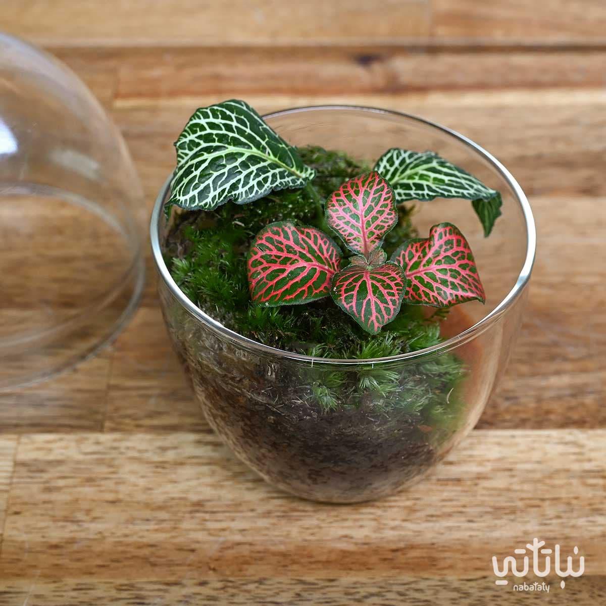 نبتة الفيتونيا في حديقة زجاجية صغيرة جوي 5
