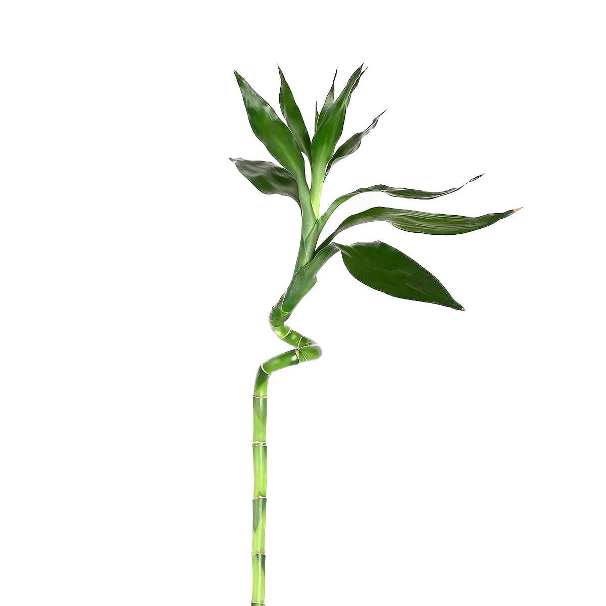 نبتة ساق البامبو اوراق كبيرة 90 سم
