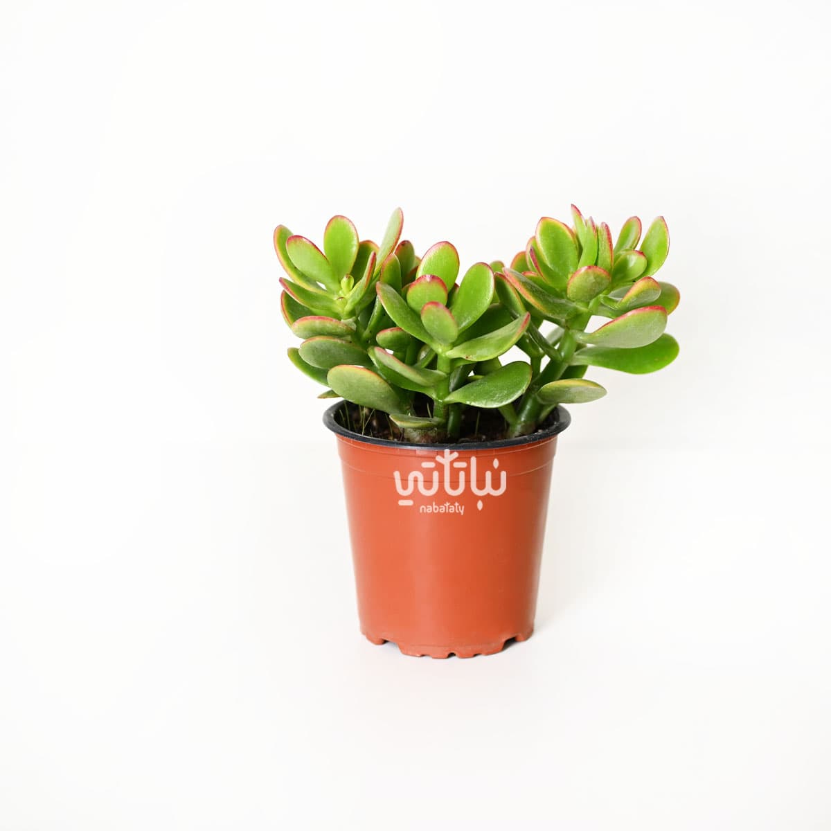 نبتة كراسولا