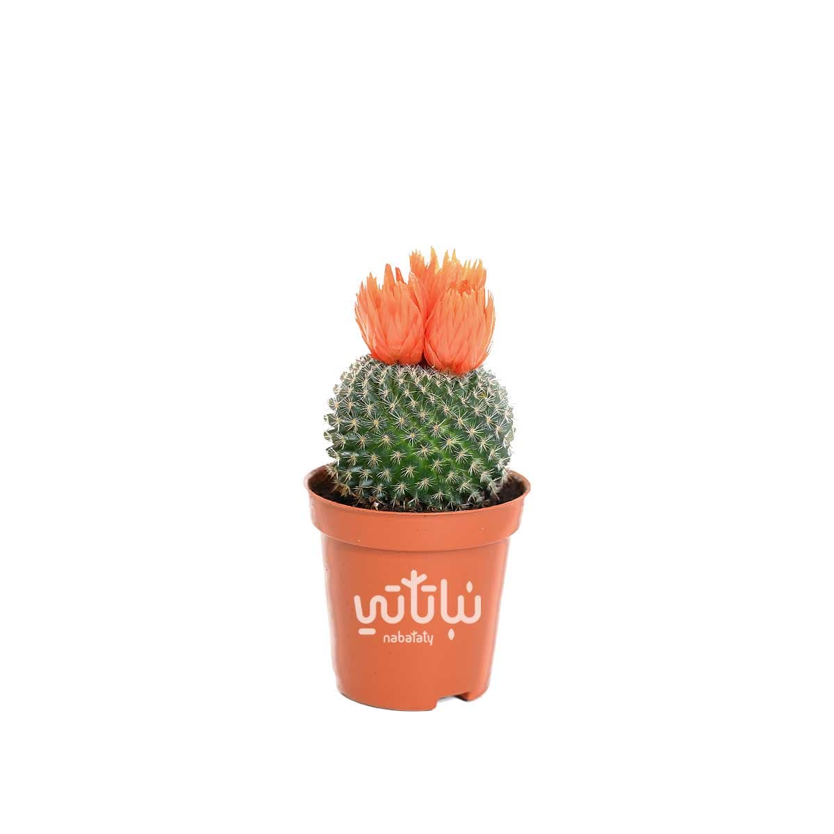 نبتة صبار صغير بورود برتقالية