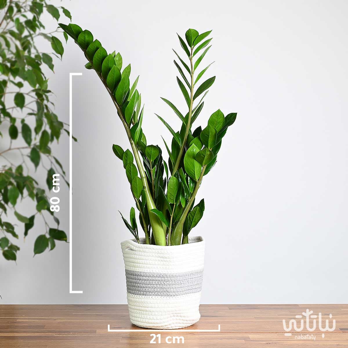 Zamia plant in a white and gray basket 3