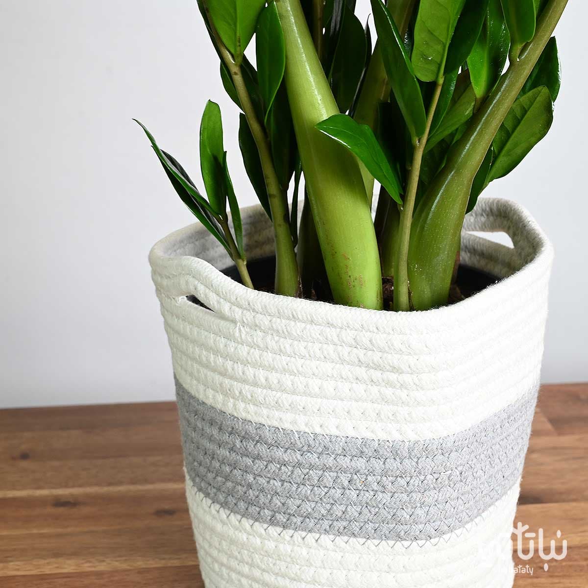Zamia plant in a white and gray basket 2