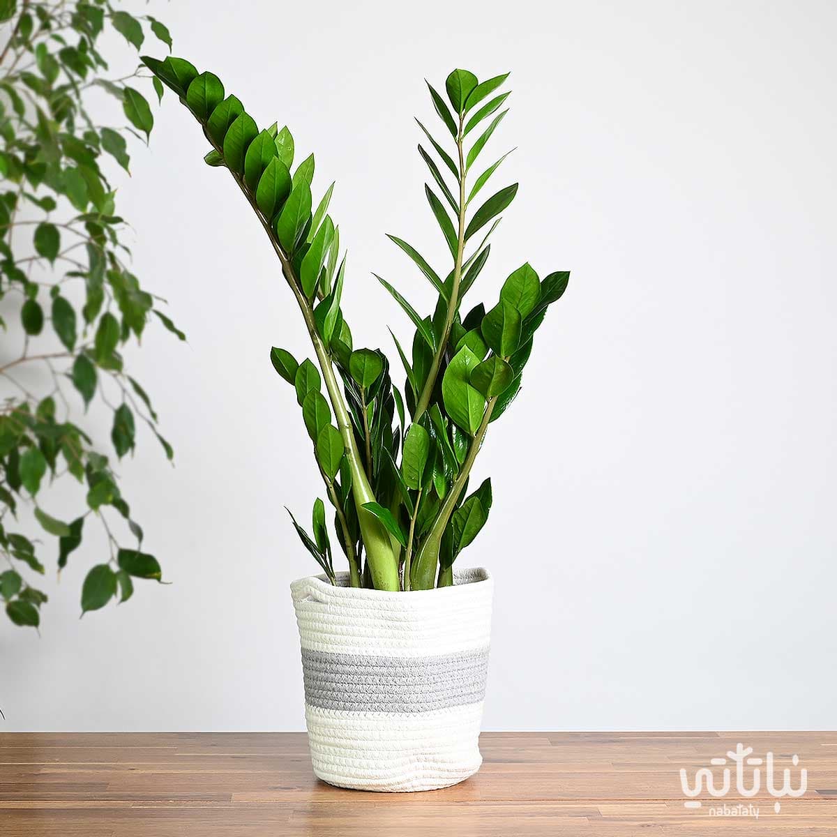 Zamia plant in a white and gray basket 1