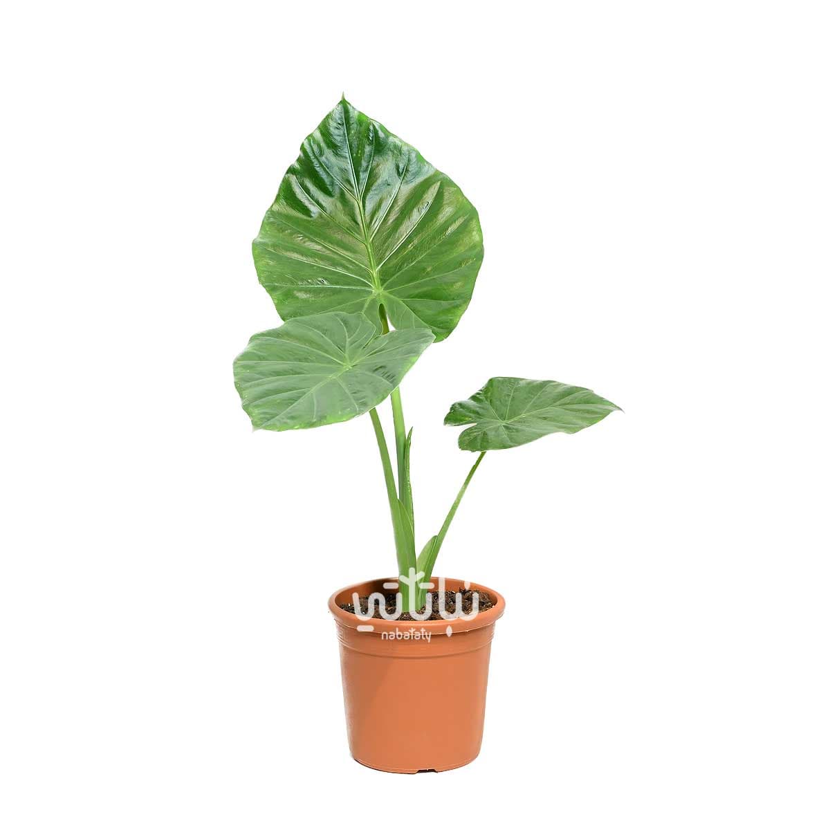 نبتة الوكاسيا اذن الفيل 70 سم