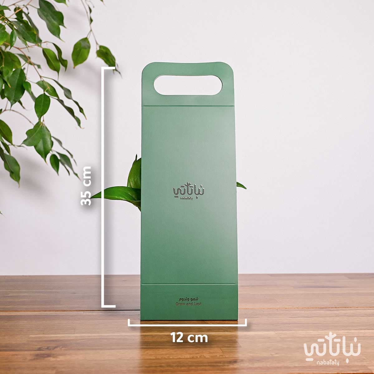 هدية هولدر نبتة البوتس اخضر 2