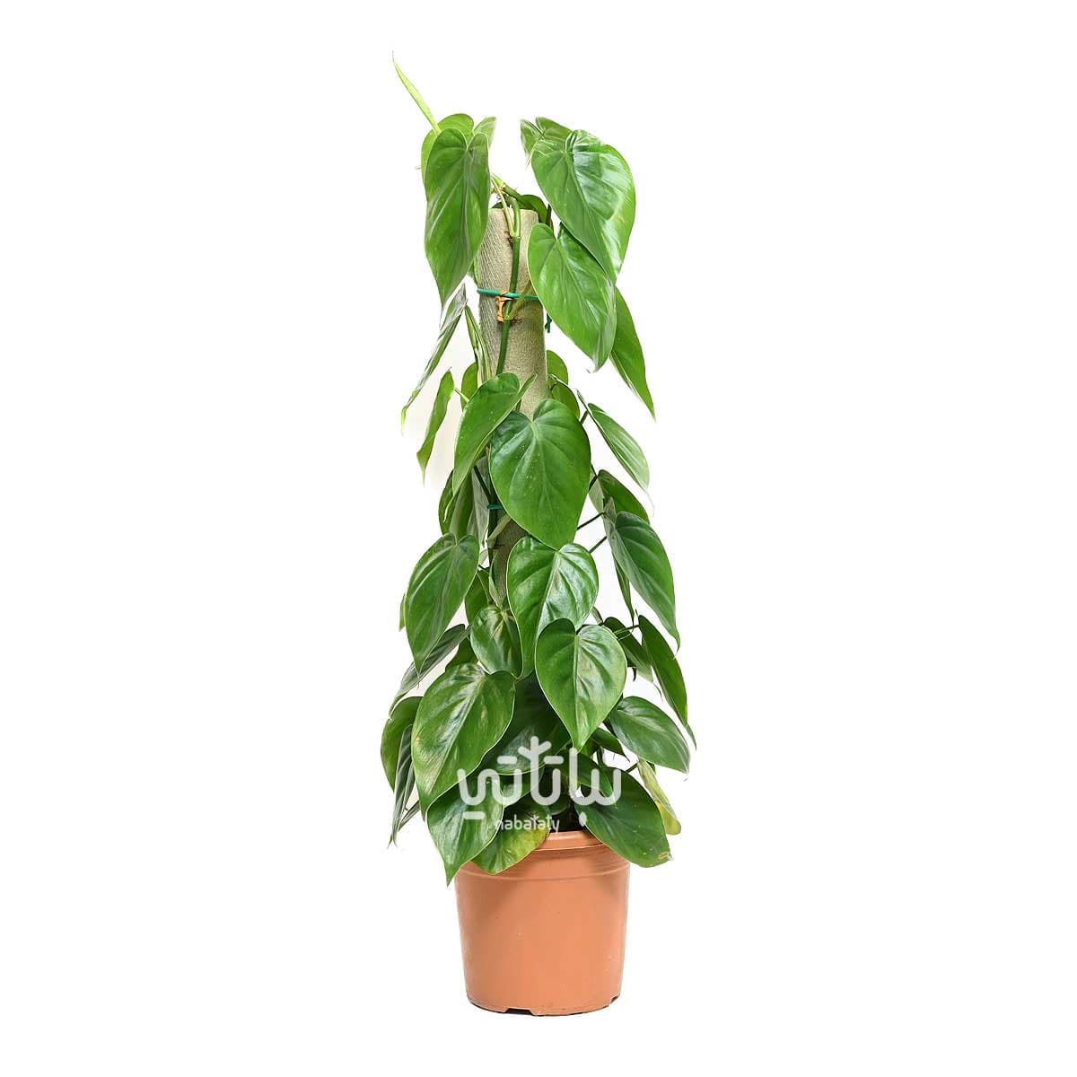 نبتة كرمة المحبوب متسلقة 75 سم