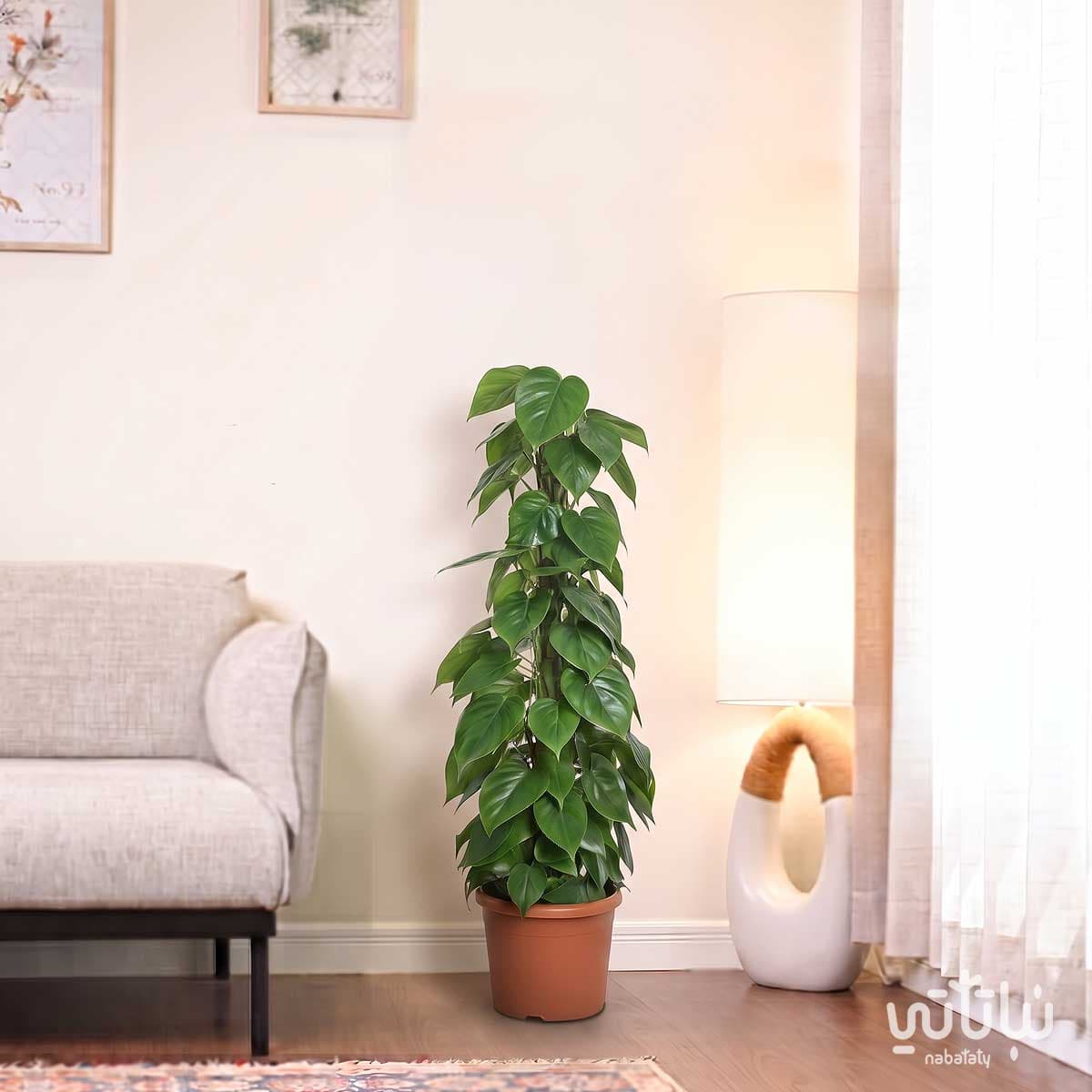 Climbing Beloved Vine plant 100 cm 3