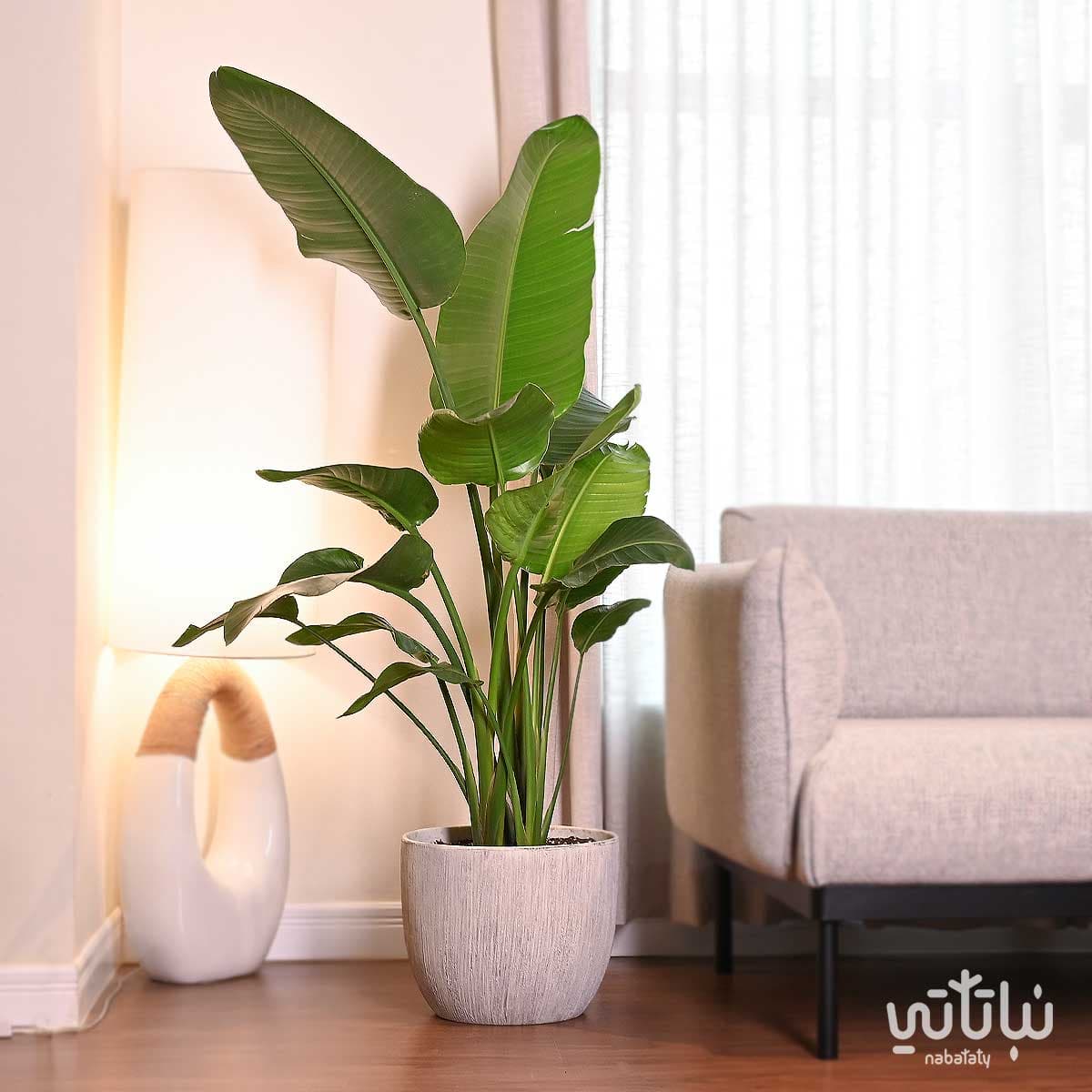 نبتة عصفور الجنة كبيرة في حوض اسمنتي رمادي