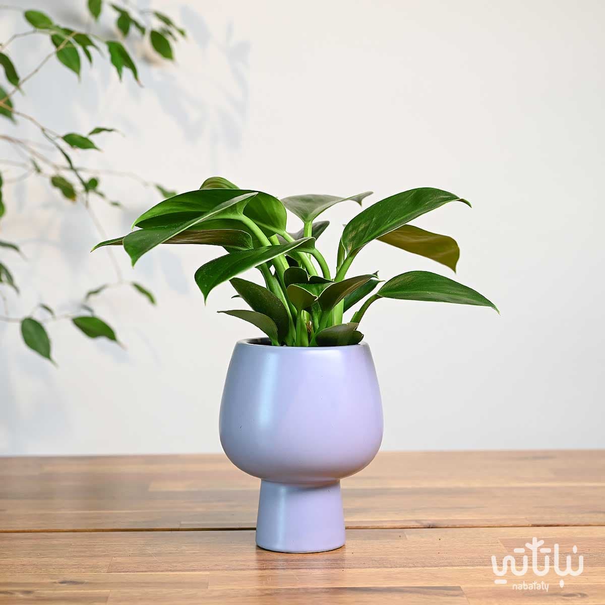 Princess green philodendron plant in a purple ceramic pot 1