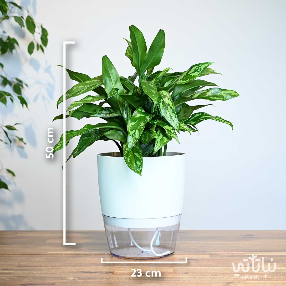 A large aglaonema plant in a clear self-watering white pot 2