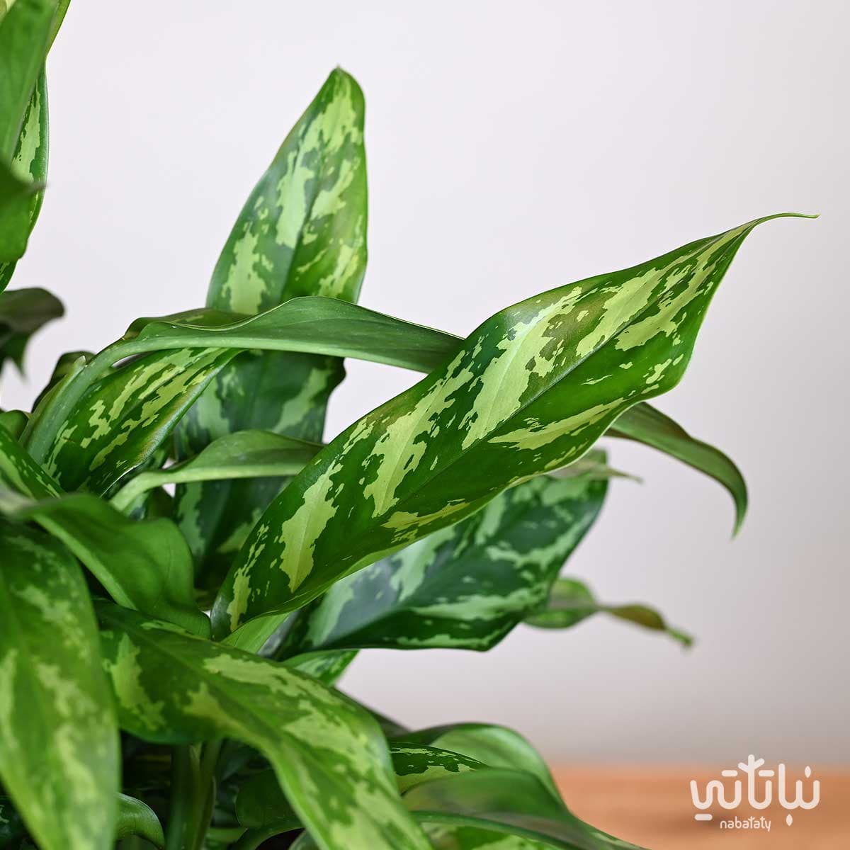 A large aglaonema plant in a clear self-watering white pot 3