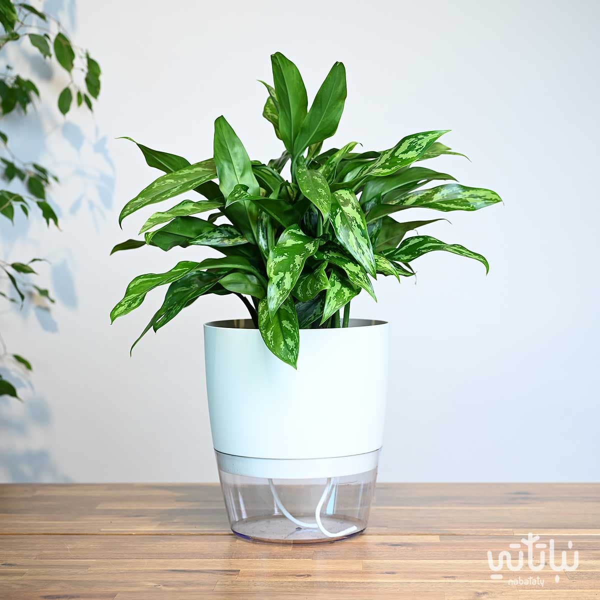 A large aglaonema plant in a clear self-watering white pot 1