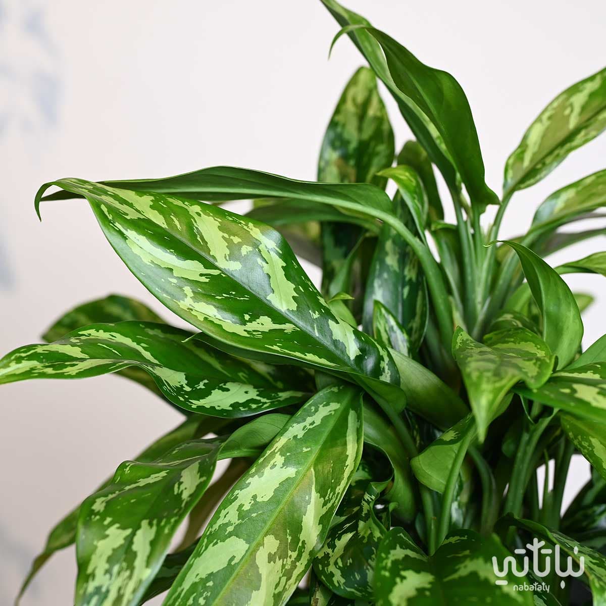 A large aglaonema plant in a transparent self-watering gray pot 3