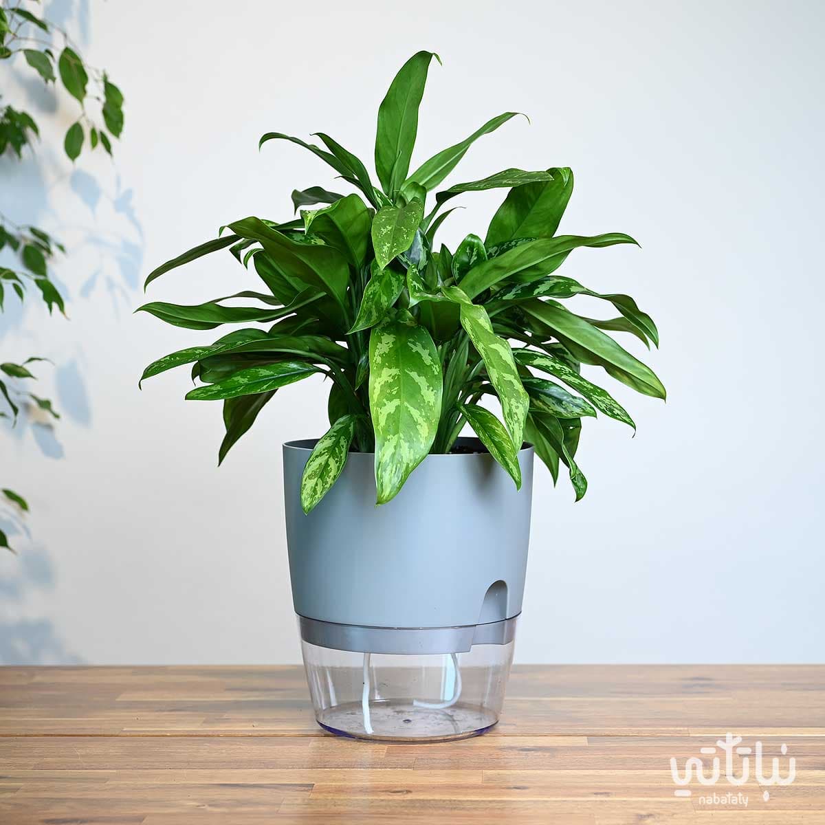 A large aglaonema plant in a transparent self-watering gray pot 1