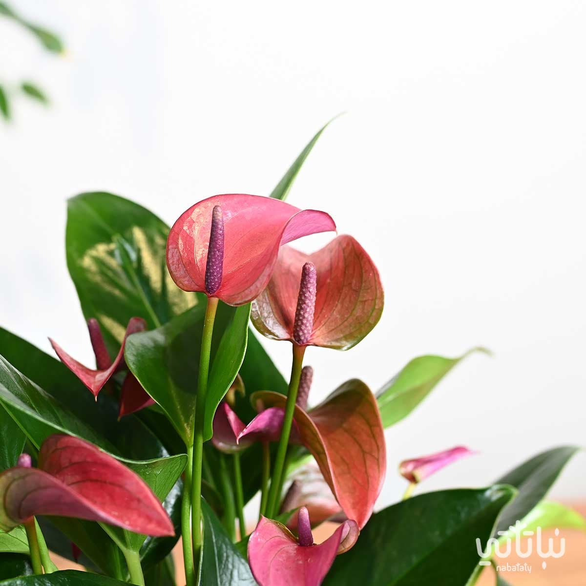 Purple Anthurium Plant in a Beige Ceramic Pot 3