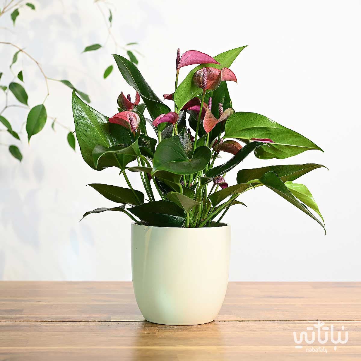 Purple Anthurium Plant in a Beige Ceramic Pot